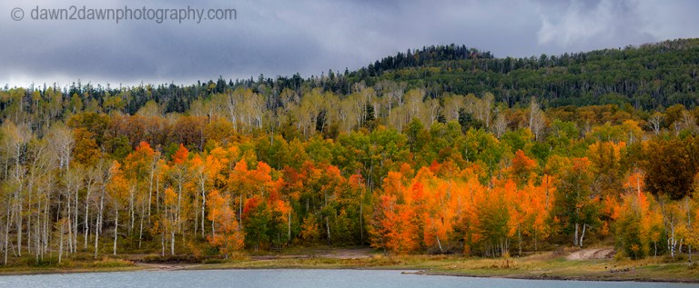 Fall colors have arrived at Kolob Reservoir near Zion National Park, Utah