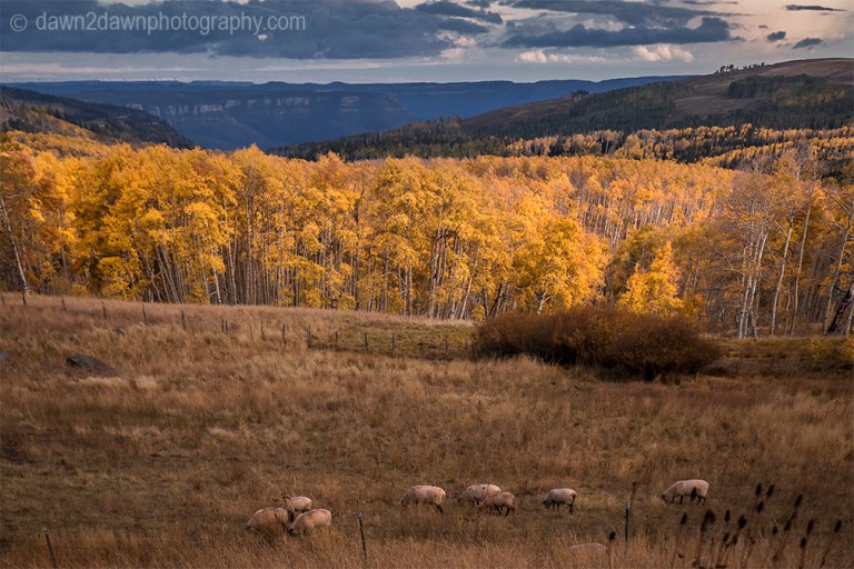 Fall colors have arrived at Kolob Terrace near Zion National Park, Utah
