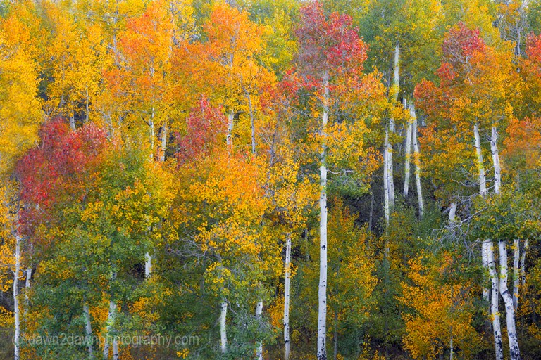 Fall colors have arrived at Kolob Terrace near Zion National Park, Utah
