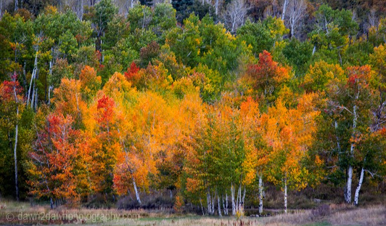 Fall colors have arrived at Kolob Reservoir near Zion National Park, Utah