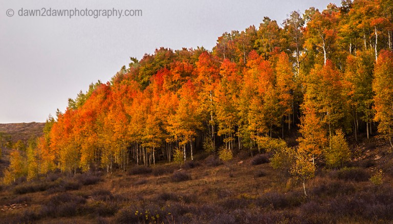 Fall colors have arrived at Kolob Terrace near Zion National Park, Utah