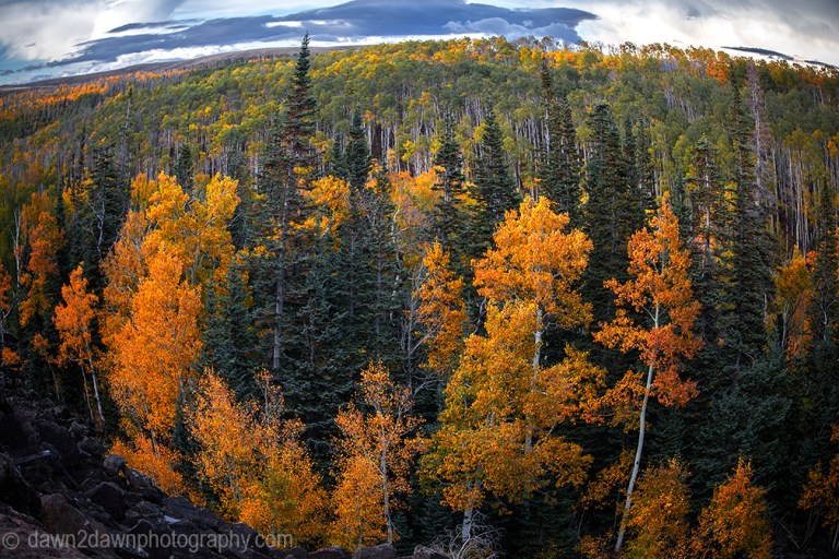 Fall colors have arrived at Kolob Terrace near Zion National Park, Utah