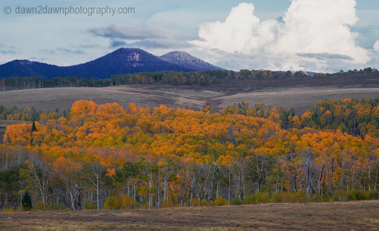 Fall colors have arrived at Kolob Terrace near Zion National Park, Utah