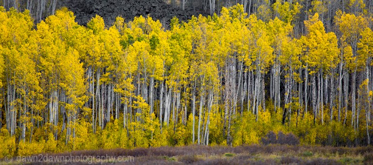 Fall colors have arrived at Kolob Terrace near Zion National Park, Utah