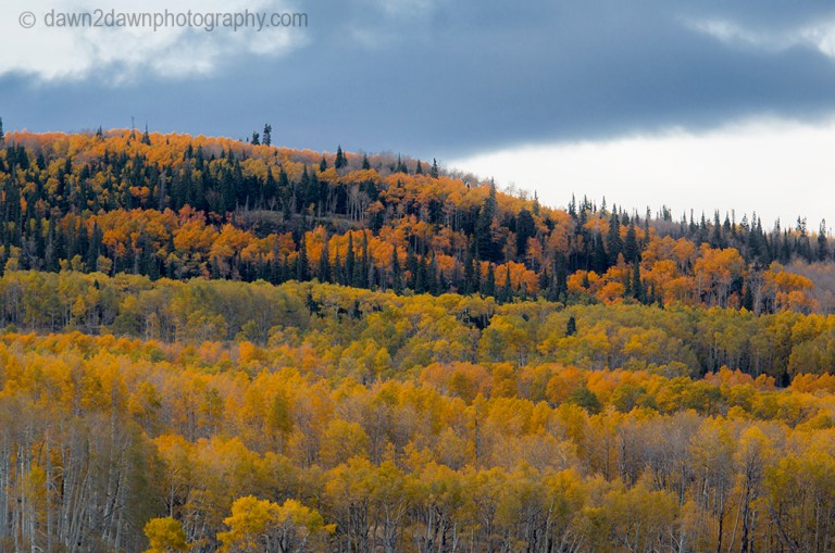 Fall colors have arrived at Kolob Terrace near Zion National Park, Utah