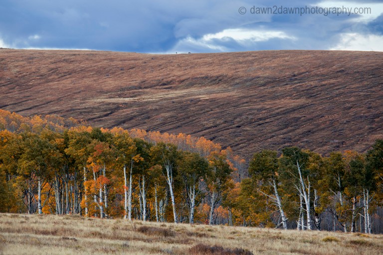 Fall colors have arrived at Kolob Terrace near Zion National Park, Utah