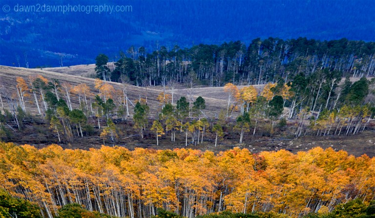 Fall colors have arrived at Kolob Terrace near Zion National Park, Utah