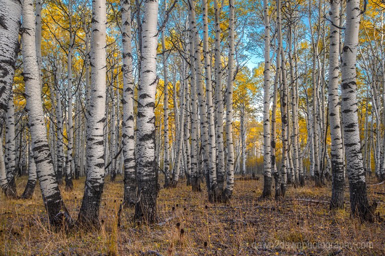 Fall colors have arrived at Kolob Terrace near Zion National Park, Utah