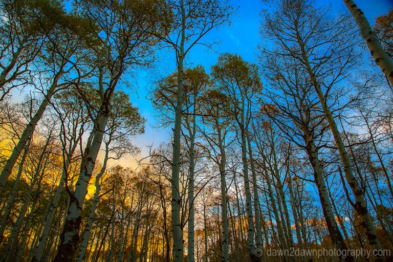 Fall colors have arrived at Kolob Terrace near Zion National Park, Utah