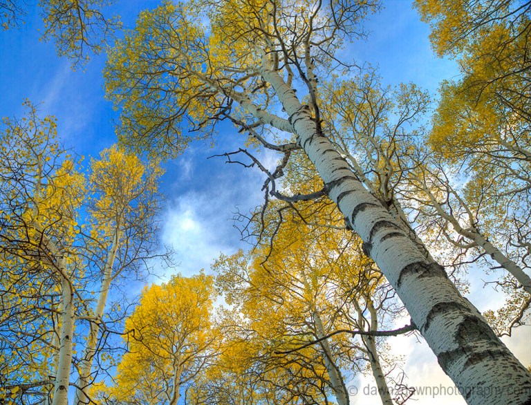 Fall colors have arrived at Kolob Terrace near Zion National Park, Utah