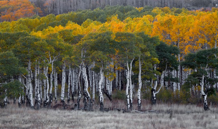Fall colors have arrived at Kolob Terrace near Zion National Park, Utah
