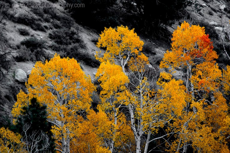 Fall colors have arrived to the Sierra Neveda Mountains adjacent to Owens Valley, California
