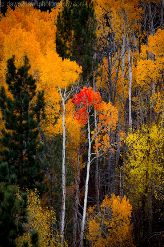Fall colors have arrived to the Sierra Neveda Mountains adjacent to Owens Valley, California