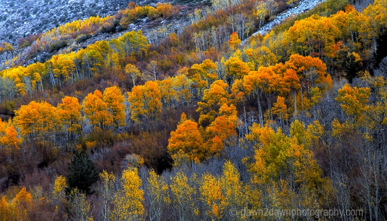 Fall colors have arrived to the Sierra Neveda Mountains adjacent to Owens Valley, California