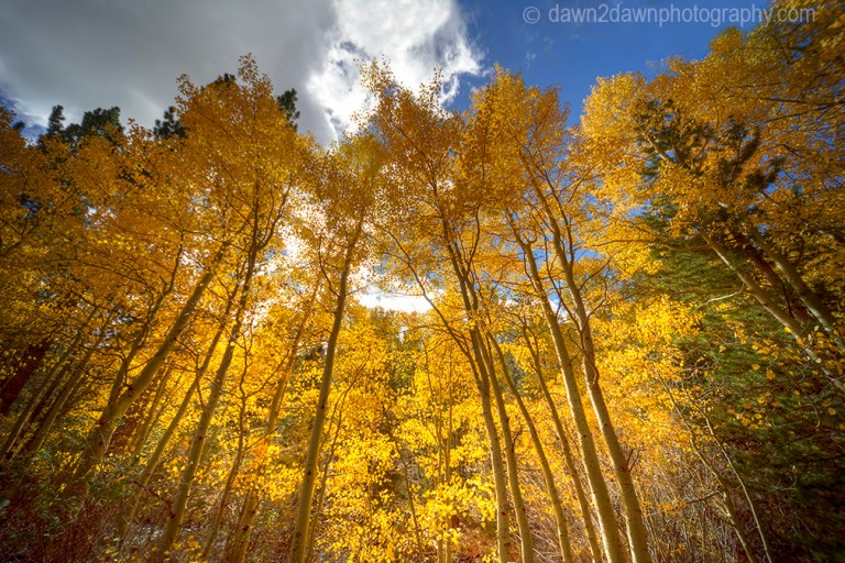 Fall colors have arrived to the Sierra Neveda Mountains adjacent to Owens Valley, California