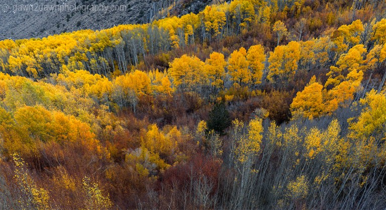 Fall colors have arrived to the Sierra Neveda Mountains adjacent to Owens Valley, California
