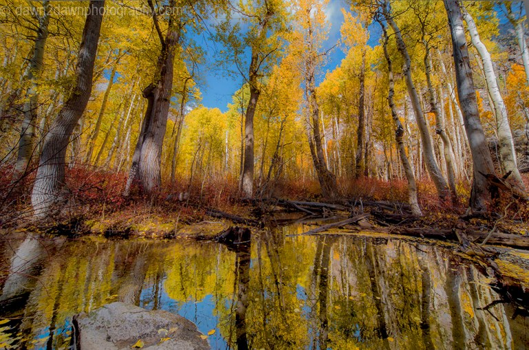Fall colors have arrived in the Sierra Nevada Mountains along Lee Vining Creek, California
