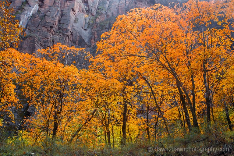 Fall colors have arrived at Zion Canyon at Zion National Park, Utah