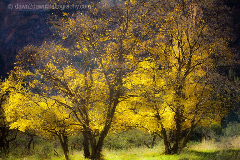 Fall colors have arrived at Zion Canyon at Zion National Park, Utah