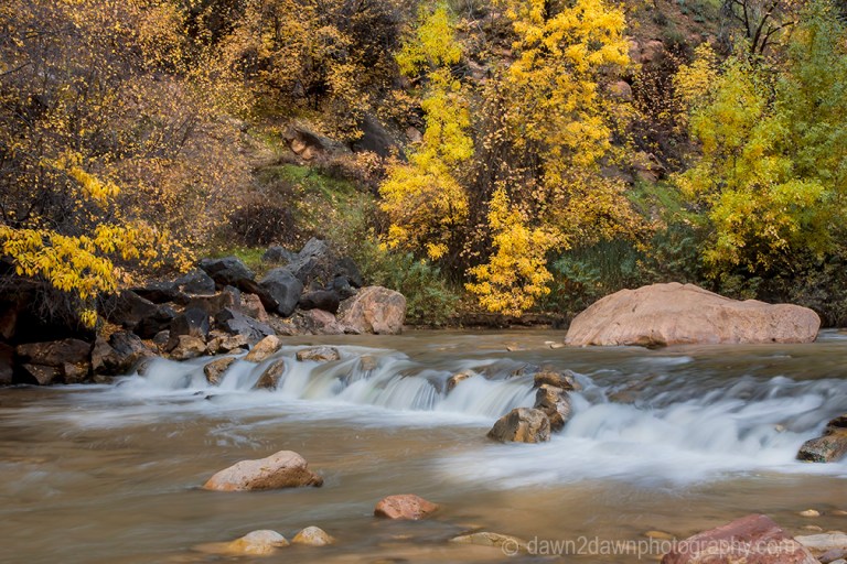 Fall colors have arrived along the Virgin River in Zion Canyon at Zion National Park, Utah