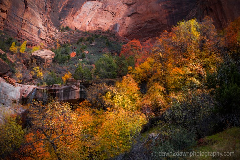 Fall colors have arrived at Zion Canyon at Zion National Park, Utah