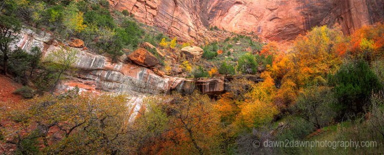 Fall colors have arrived at Zion Canyon at Zion National Park, Utah