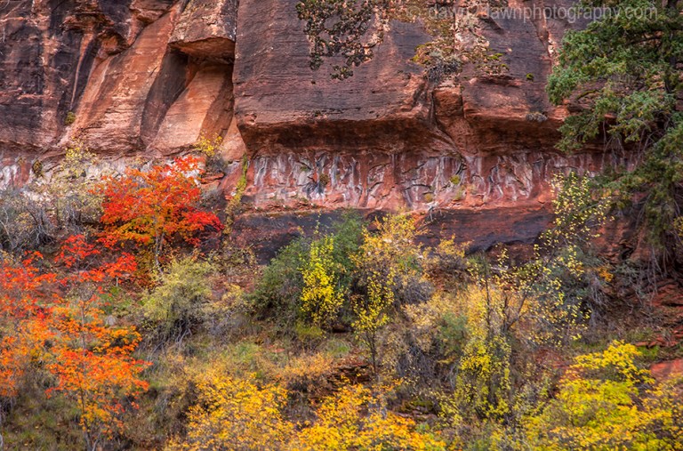 Fall colors have arrived at Zion Canyon at Zion National Park, Utah