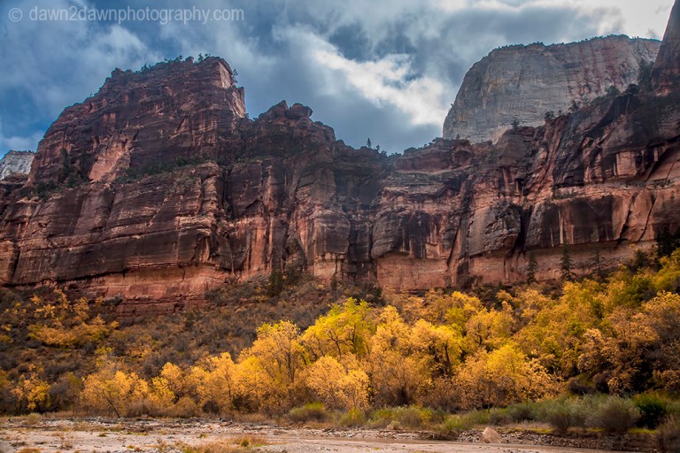 Fall colors have arrived along the Virgin River in Zion Canyon at Zion National Park, Utah