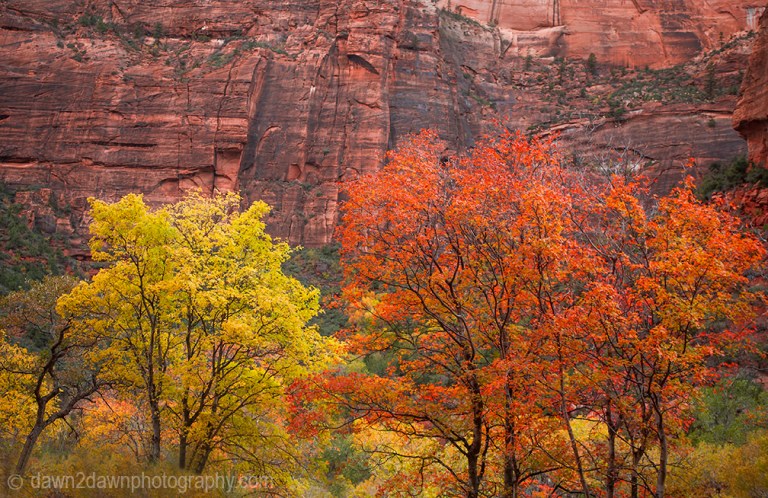 Fall colors have arrived at Zion Canyon at Zion National Park, Utah