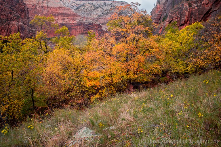 Fall colors have arrived at Zion Canyon at Zion National Park, Utah