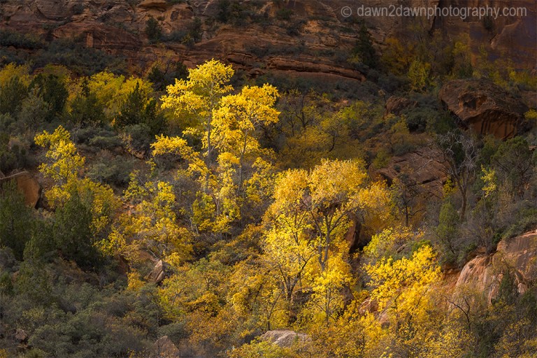 Fall colors have arrived at Zion Canyon at Zion National Park, Utah