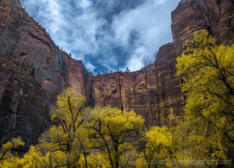Fall colors have arrived at Zion Canyon at Zion National Park, Utah