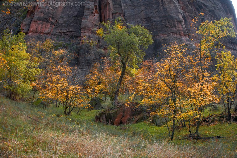 Fall colors have arrived at Zion Canyon at Zion National Park, Utah