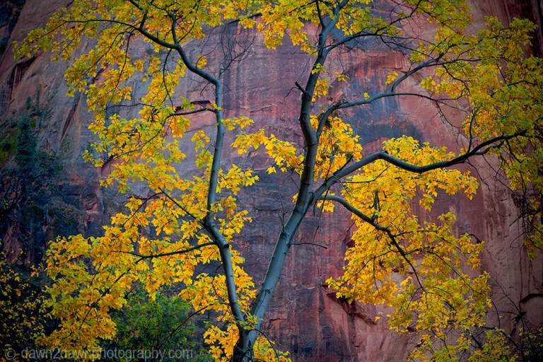 Fall colors have arrived at Zion Canyon at Zion National Park, Utah