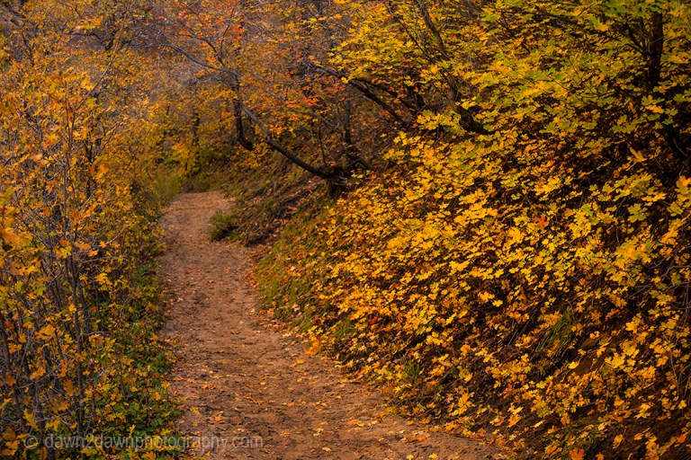 Fall colors have arrived at Echo Canyon at Zion National Park, Utah