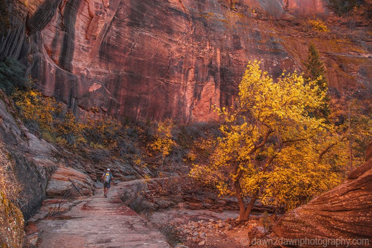 Fall colors have arrived at Echo Canyon at Zion National Park, Utah