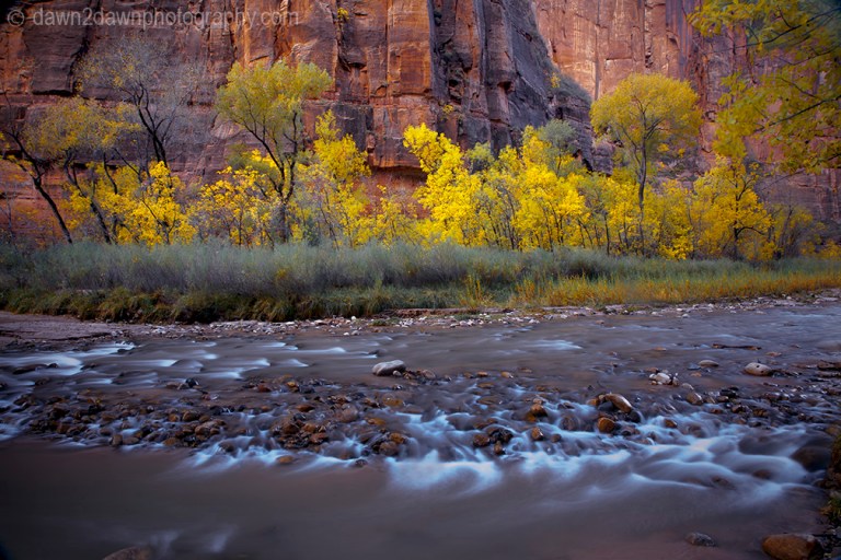Fall colors have arrived along the Virgin River in Zion Canyon at Zion National Park, Utah