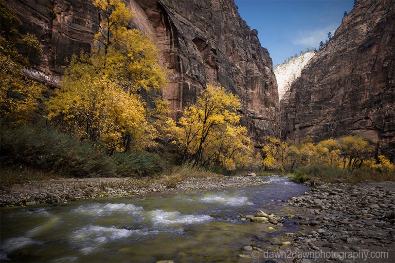 Fall colors have arrived along the Virgin River in Zion Canyon at Zion National Park, Utah