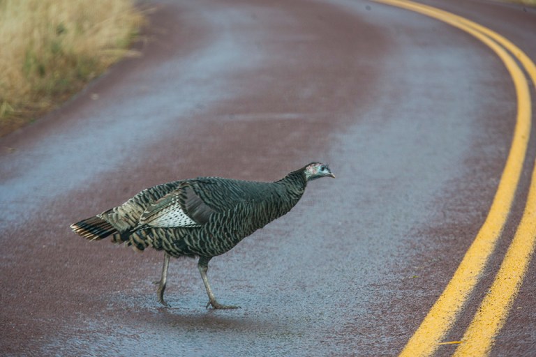 Zion Wild Turkey_7342