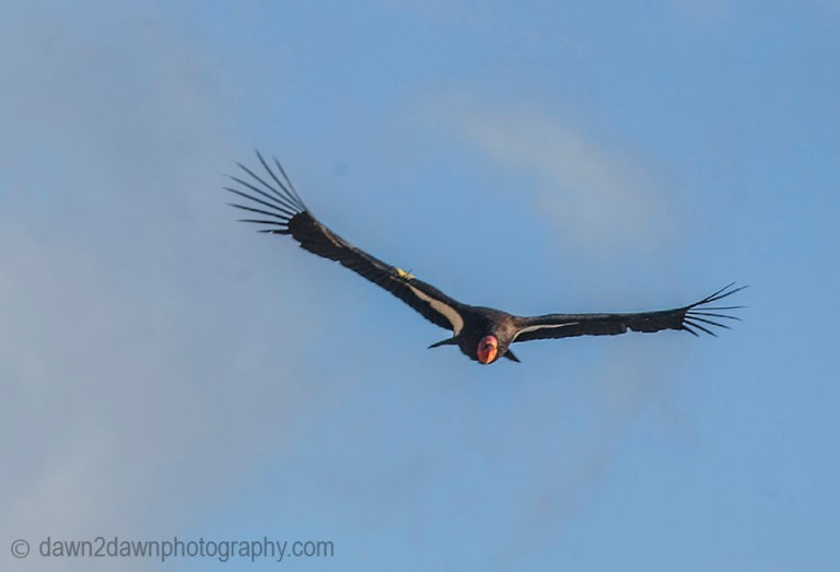 A California Condor flies along the Central Califonia Coastline near Big Sur