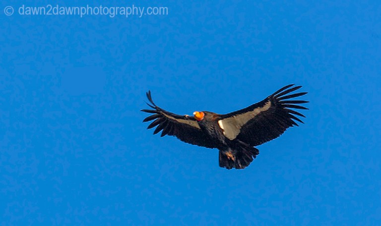 A California Condor flies along the Central Califonia Coastline near Big Sur