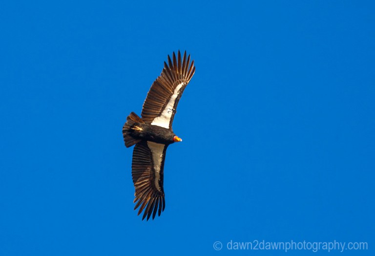 A California Condor flies along the Central Califonia Coastline near Big Sur