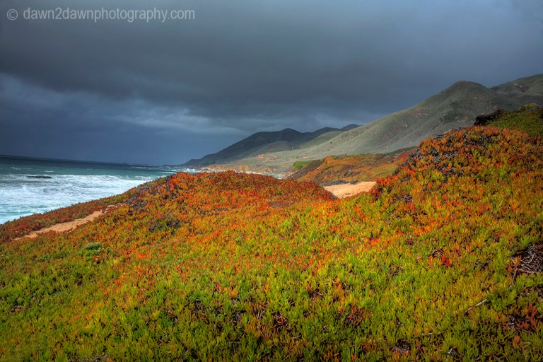 Ice plant, in its fall colors, grows along the Pacific Ocean Coastline in Central California