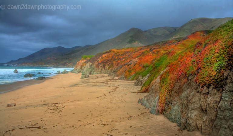 Ice plant, in its fall colors, grows along the Pacific Ocean Coastline in Central California