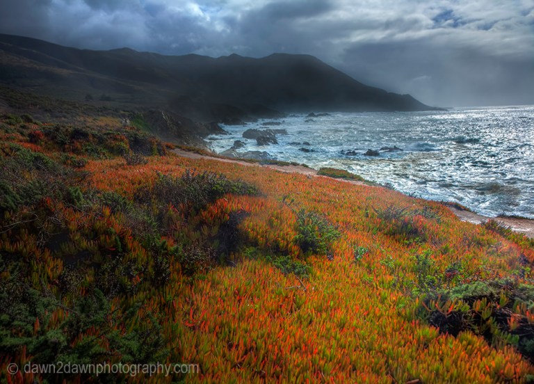 Ice plant, in its fall colors, grows along the Pacific Ocean Coastline in Central California