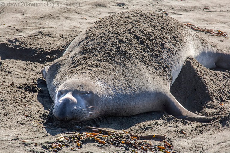 An elephant seal beaches near San Simeon, California