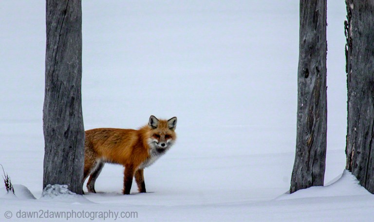 A red fox appears from behind the trees to search for its next meal.