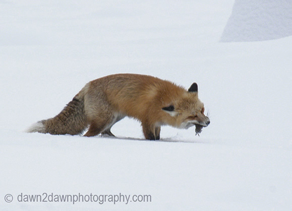 Red Fox_1356