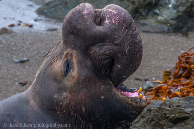 An elephant seal along California's Pacific Ocean Coast near San Simeon.