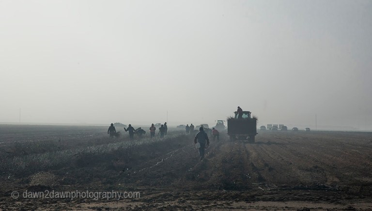 Farm workers tend to the fields in the San Joaquin Valley of California